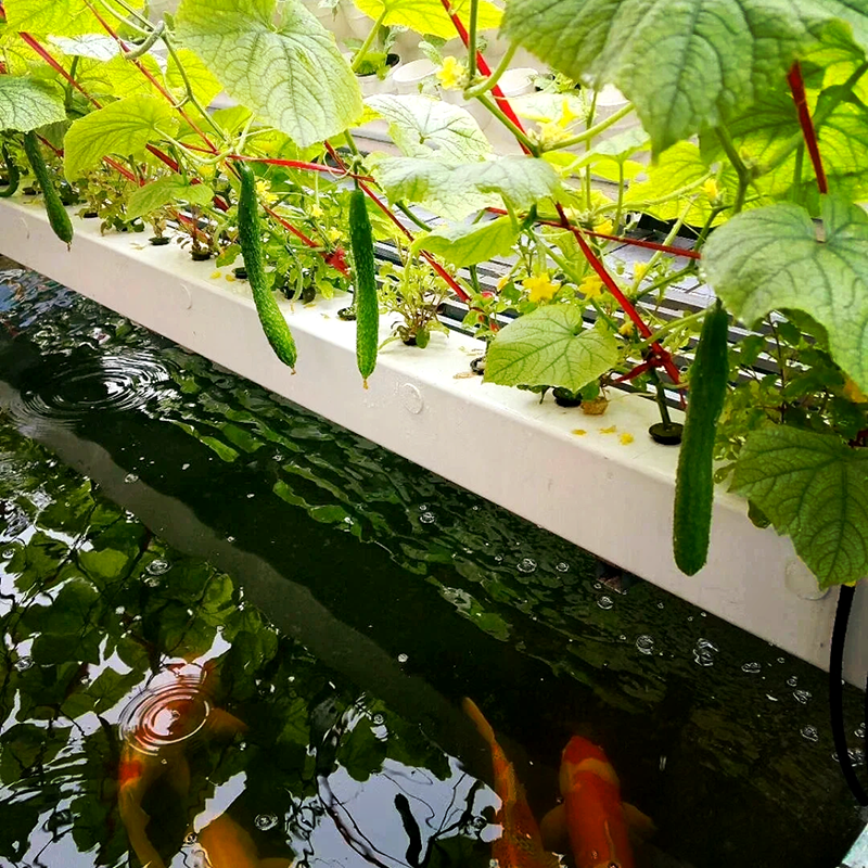 珠海市水培设备鱼菜共生 - 哪里好