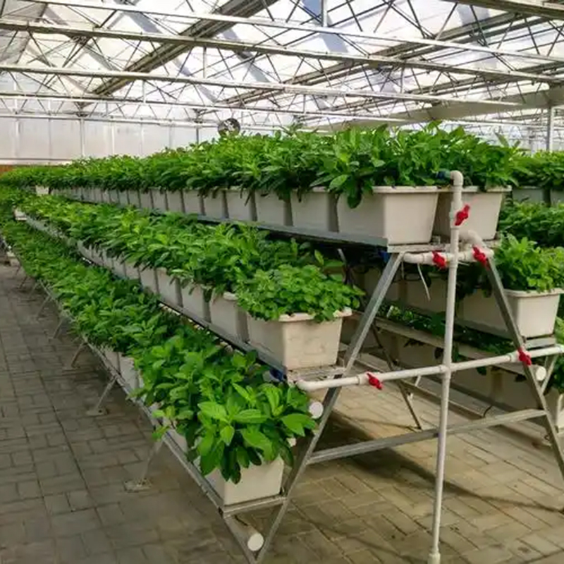 珠海市植物工厂水培 - 厂家